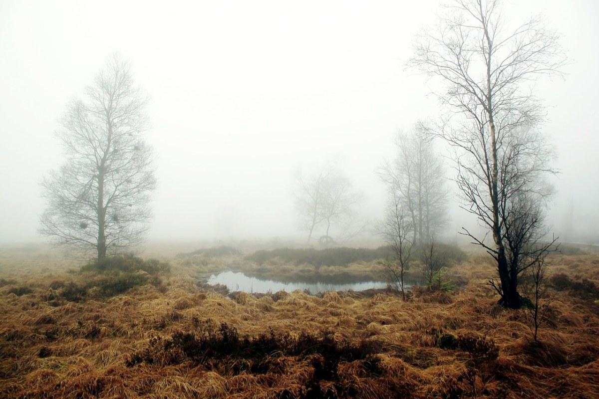 雾、秋季、性质免费图片