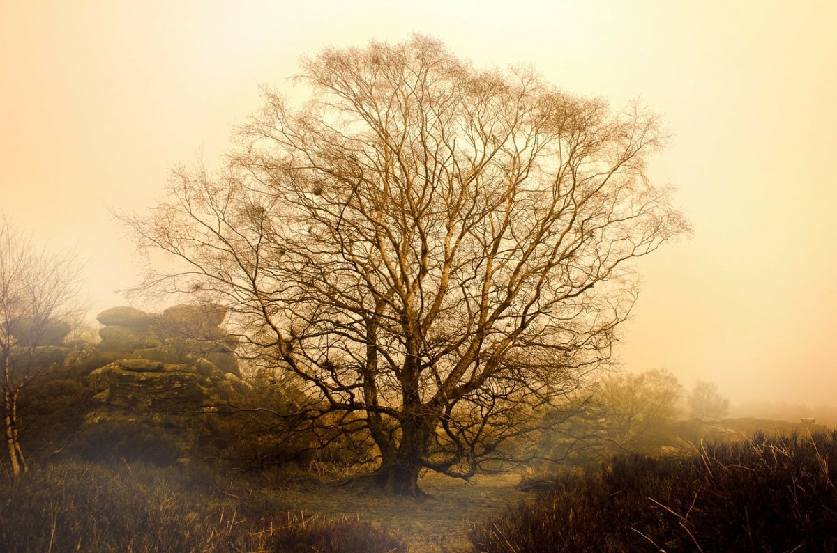 树、雾、天气免费图片