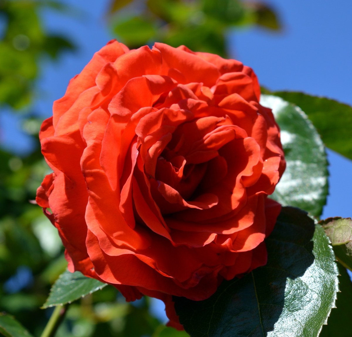 玫瑰,丰花,开花