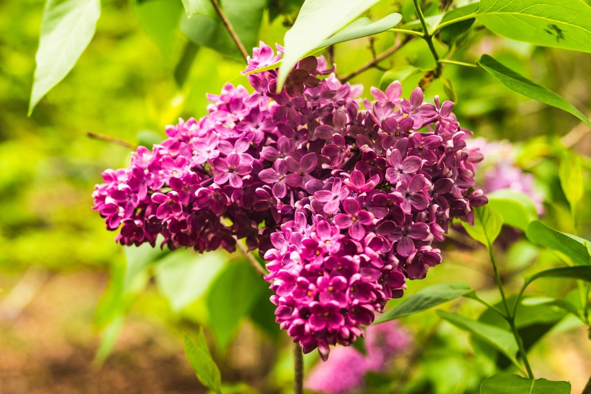 丁香,洋红色,花