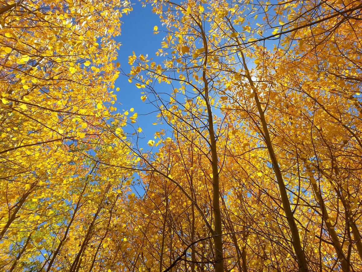 秋天的树林免费图片