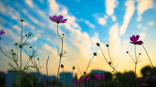 夕阳、花朵、剪影