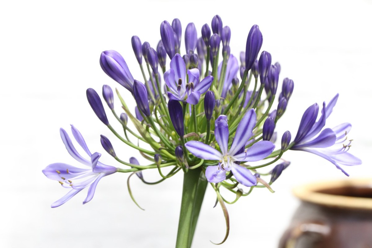 阿加帕桑索斯,agapanthus,africanus,开花