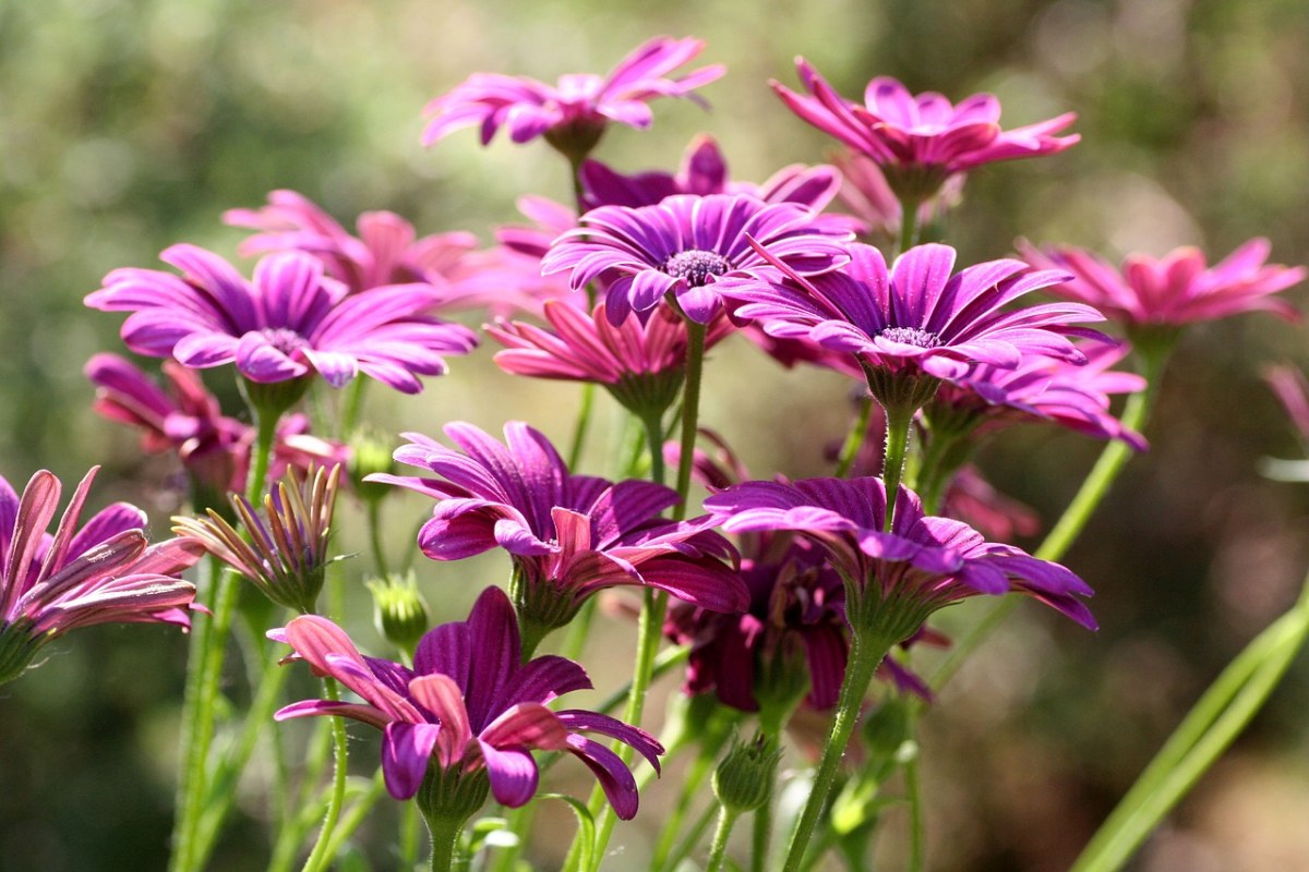 菊科花朵图片免费图片