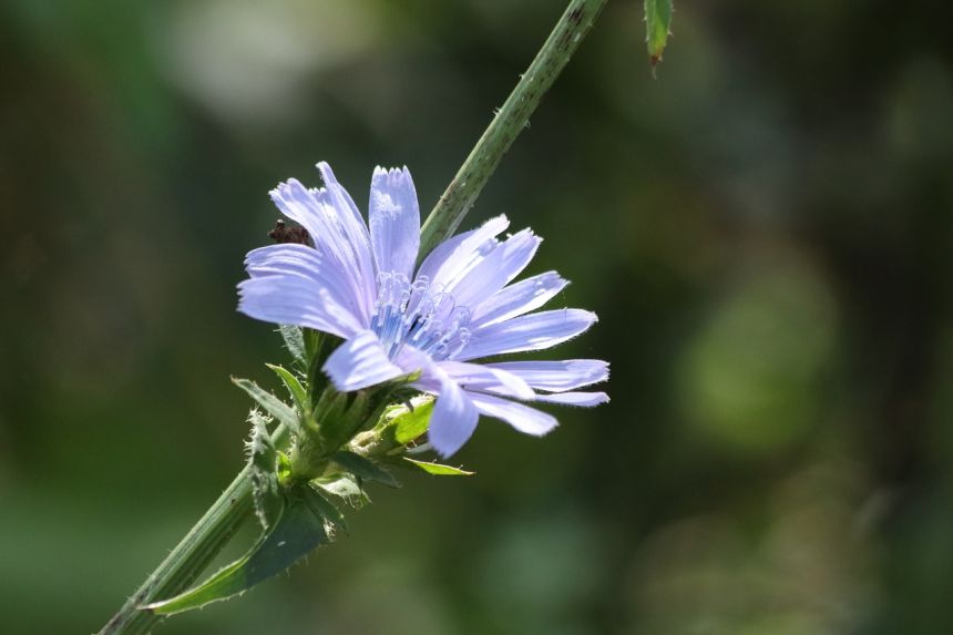 菊苣根,草,夏季