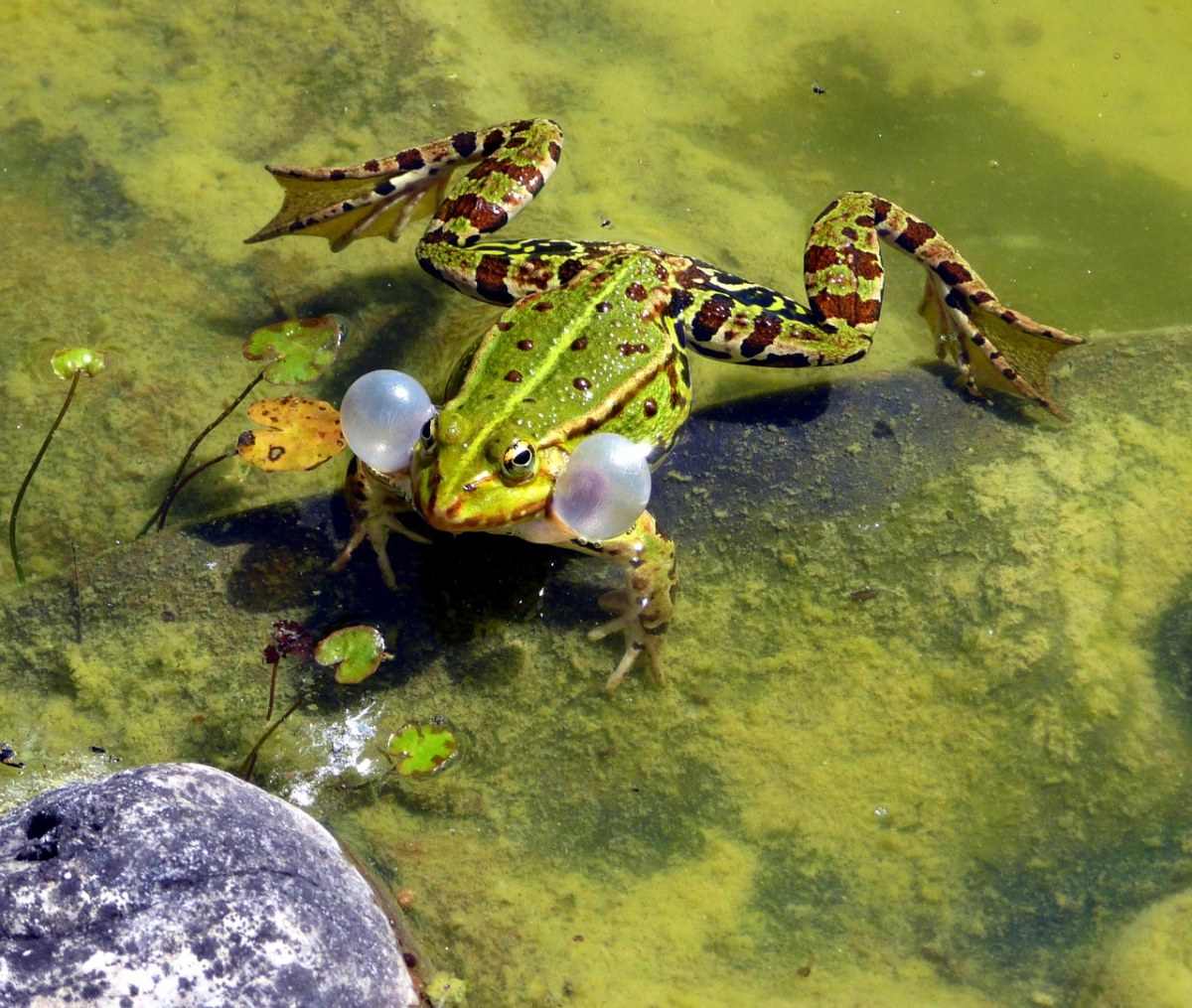 池塘里的一只青蛙免费图片