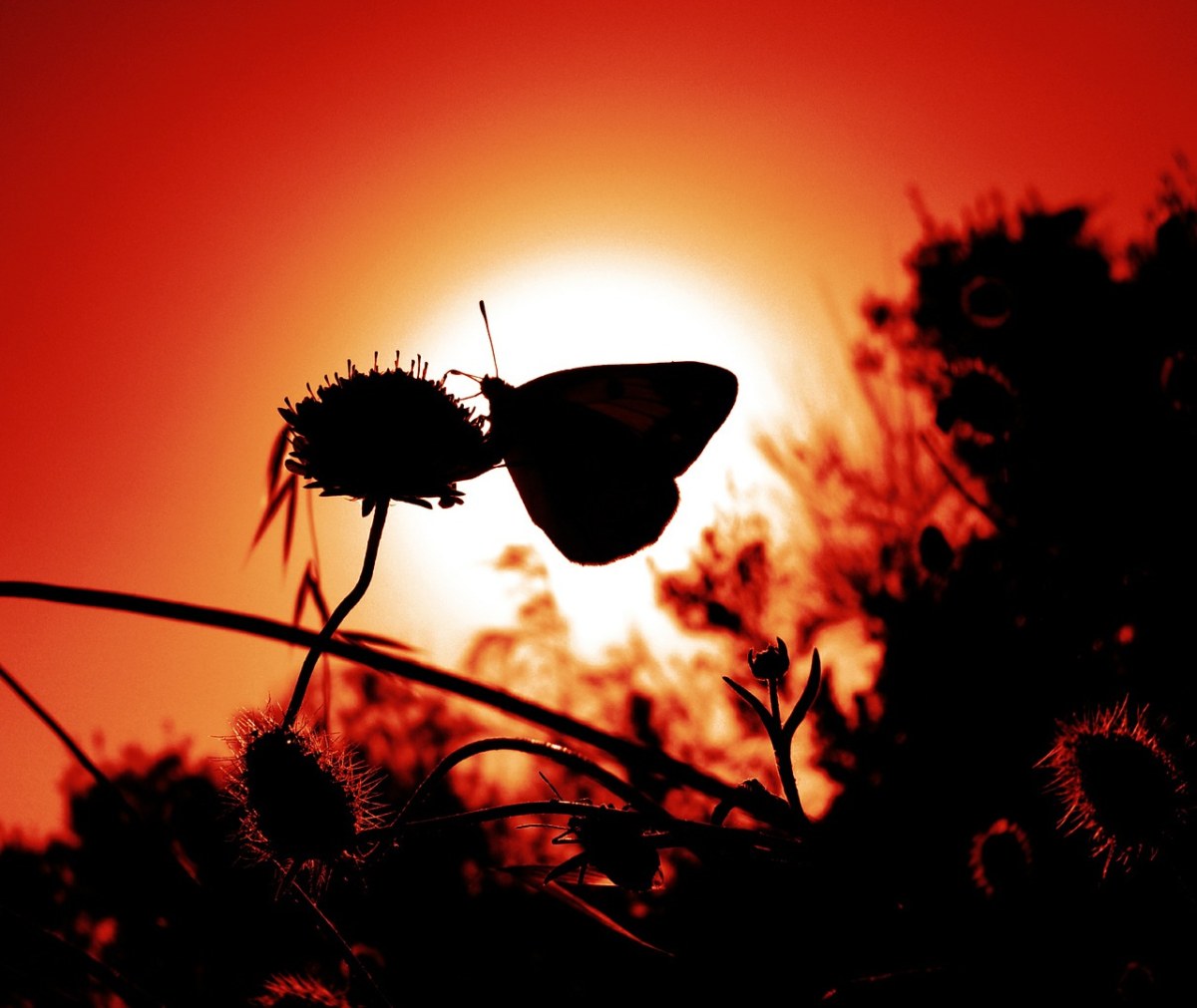 蝴蝶、昆虫、翼免费图片