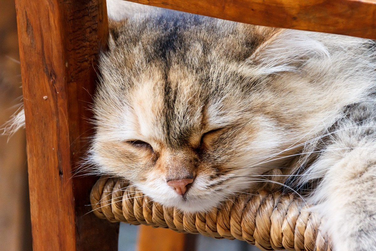 猫,躺在,懒惰