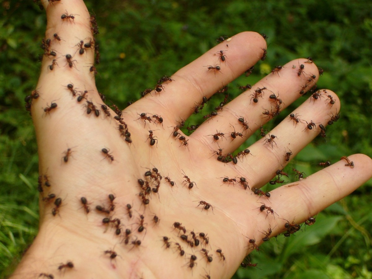 蚂蚁、木蚂蚁、手免费图片