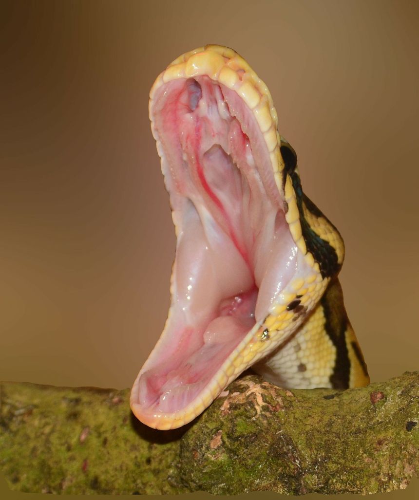 蛇脚python