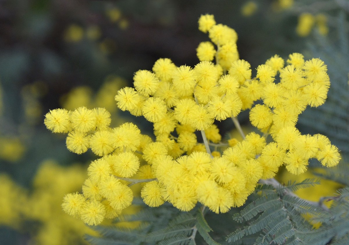 含羞草,黄色,花