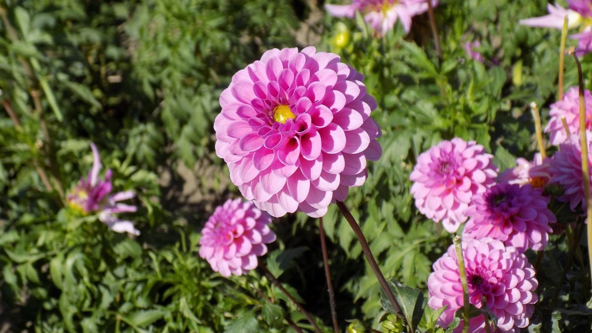 大丽花、鲜花免费图片