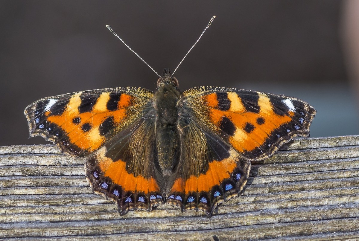 蝴蝶,蓝色的装饰,鳞翅类