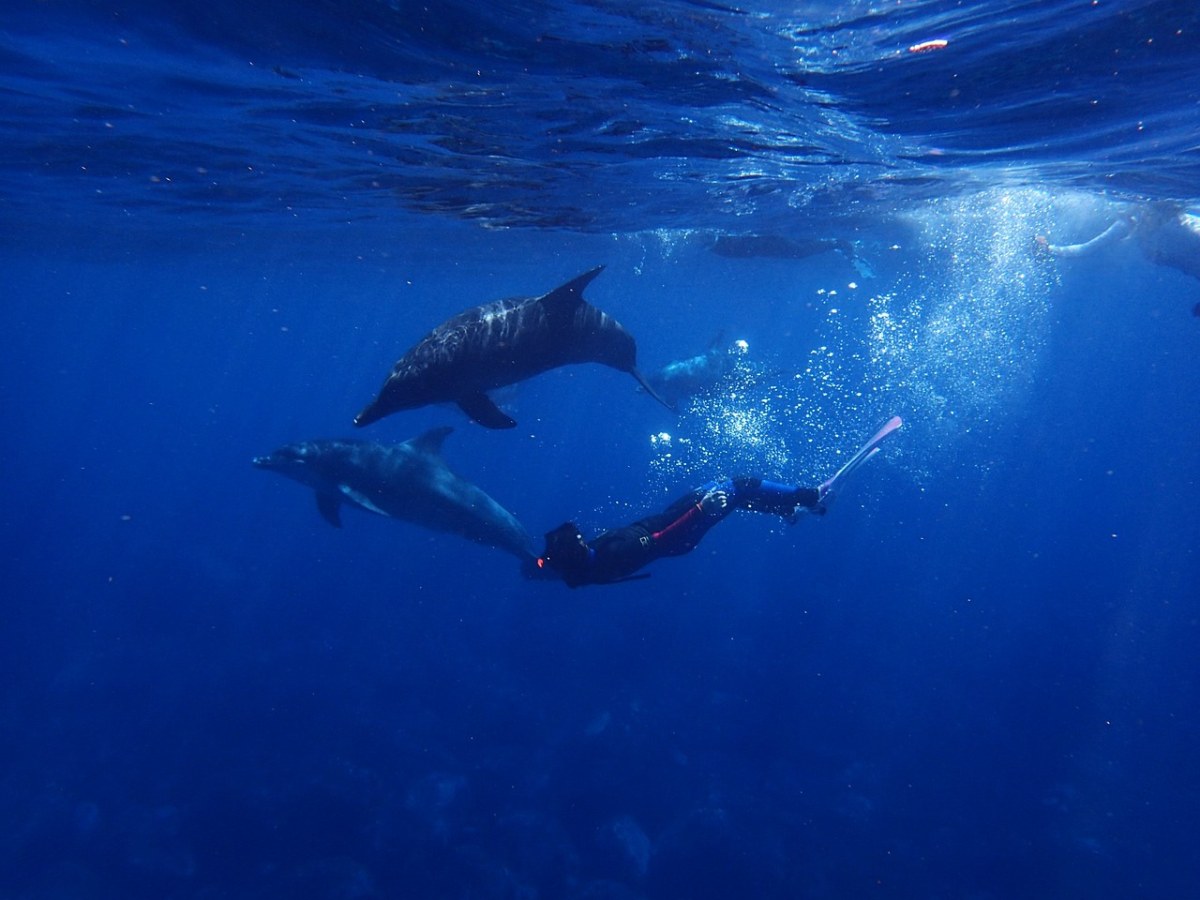 水下的潜水员与海豚免费图片