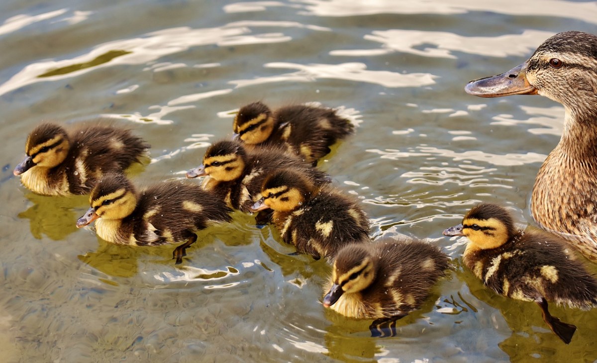 水中可爱的小鸭子群免费图片