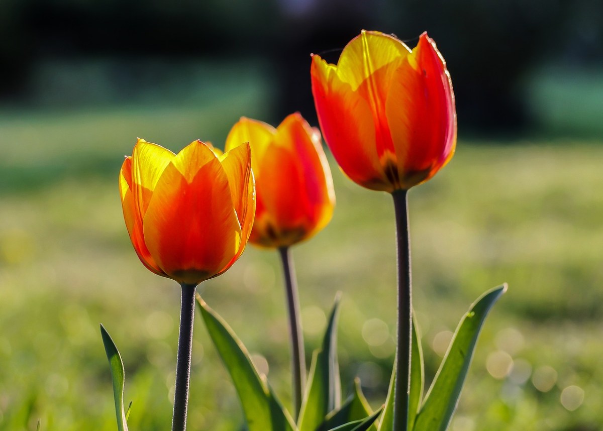 郁金香、红色郁金香、春天的花朵免费图片