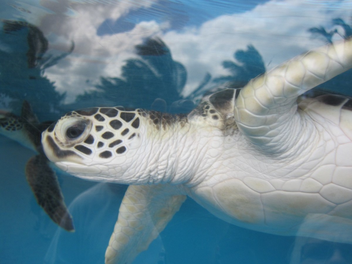 海龟、夏威夷、水族馆免费图片