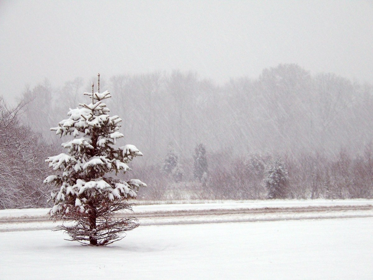 树、雪、针叶免费图片