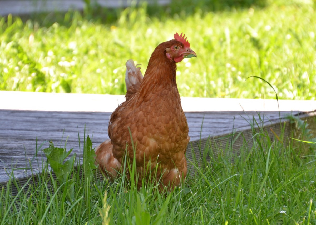 鸡、母鸡、产蛋鸡免费图片