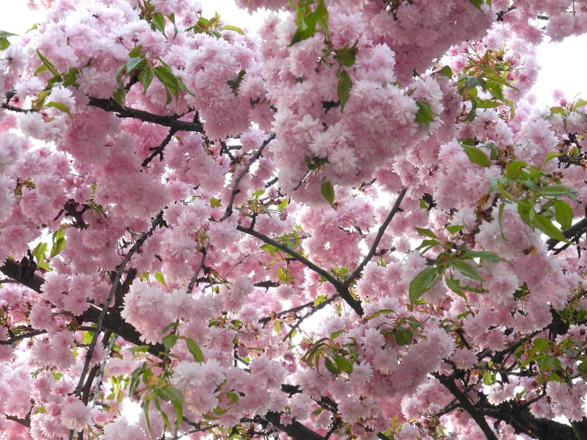芳香四溢的樱花花朵免费图片