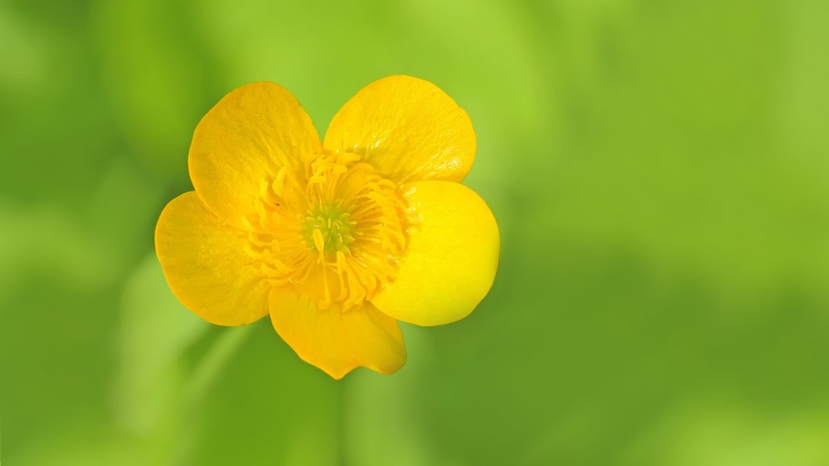 毛茛花特写图片免费图片