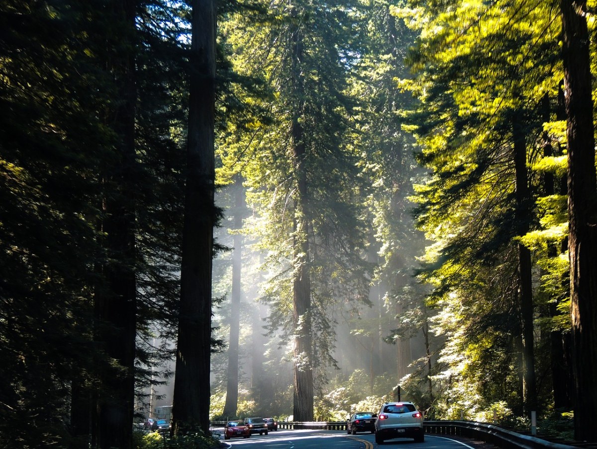 加利福尼亚州、红杉、树免费图片