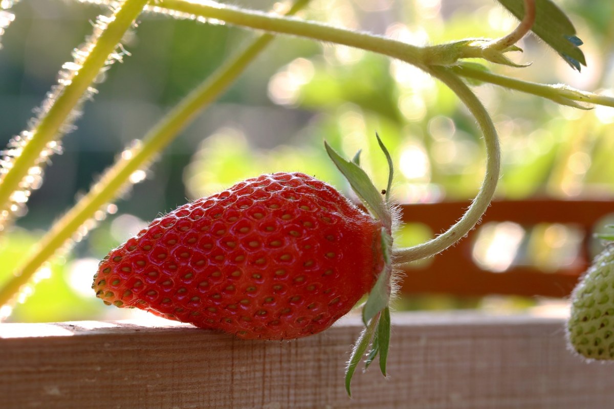 草莓、花园、水果免费图片