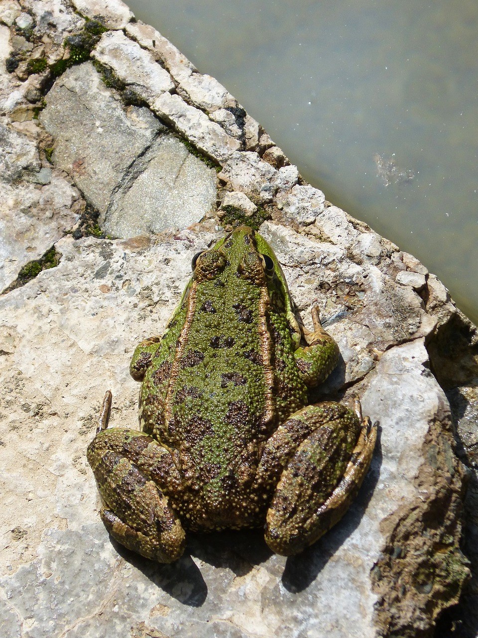 青蛙,绿蛙,两栖