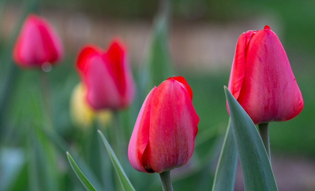 郁金香、春、花园免费图片
