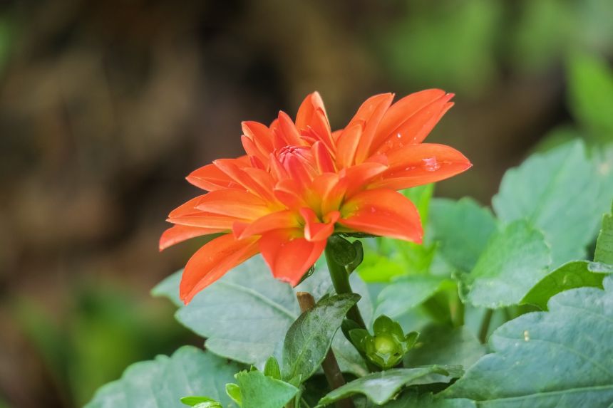 大自然,植物,花