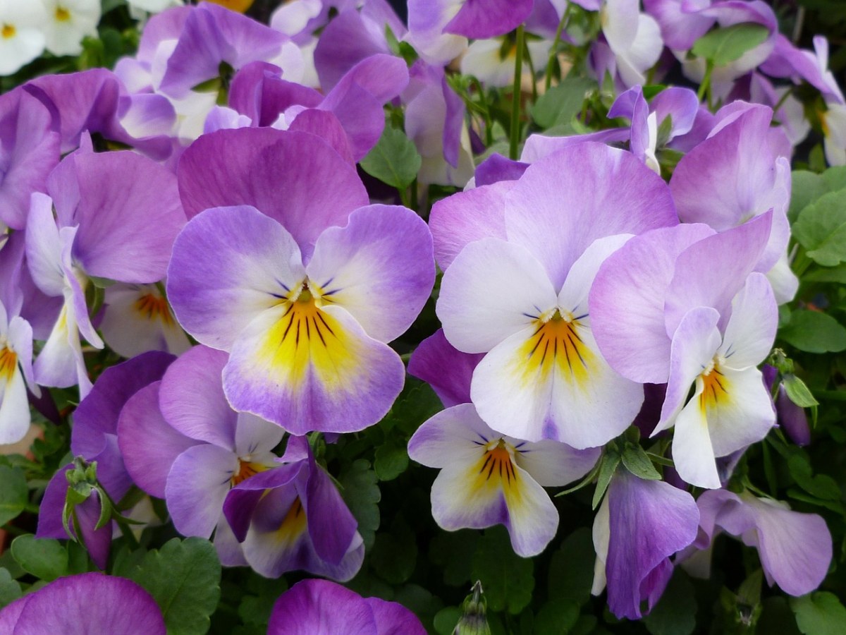 三色紫羅蘭,三色堇的花園,鮮花