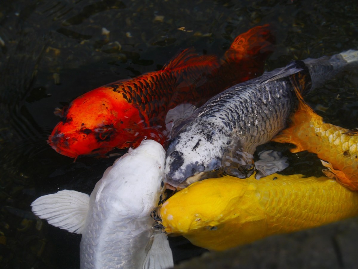 观赏鱼、彩色鲤鱼、锦鲤免费图片