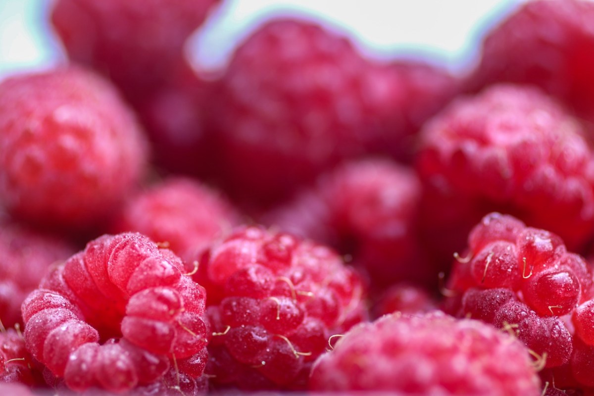 覆盆子,浆果,粉红色