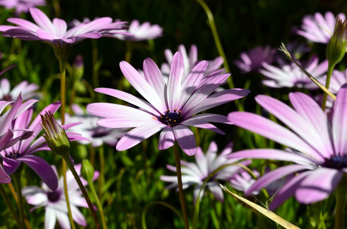 阳光下的蓝目菊免费图片