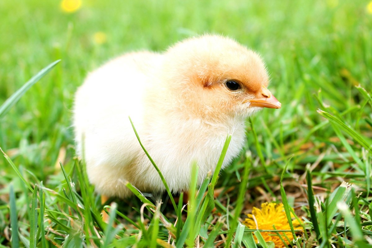 草地上的小鸡免费图片
