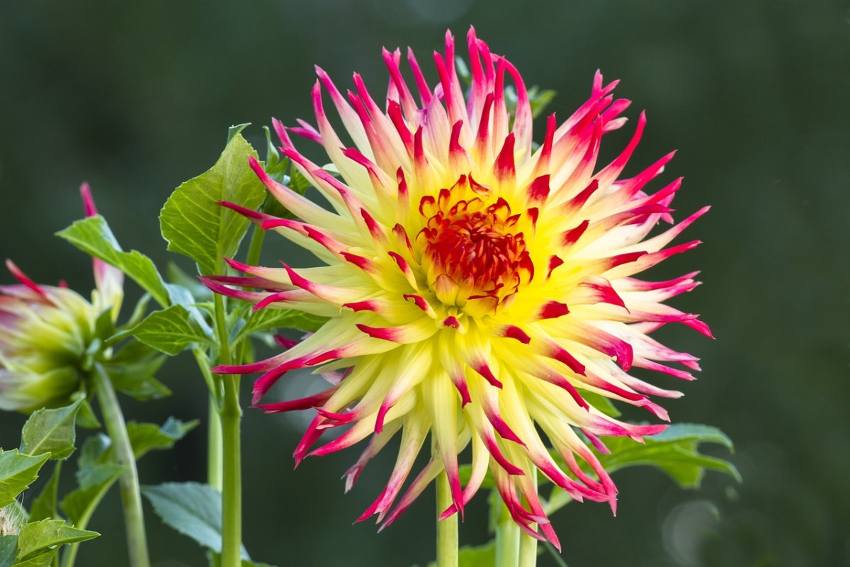 娇琴纱、开花、花免费图片