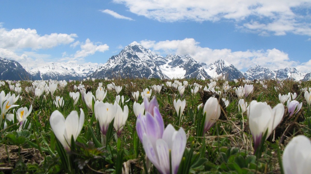 藏红花、高山、雪山山脉免费图片