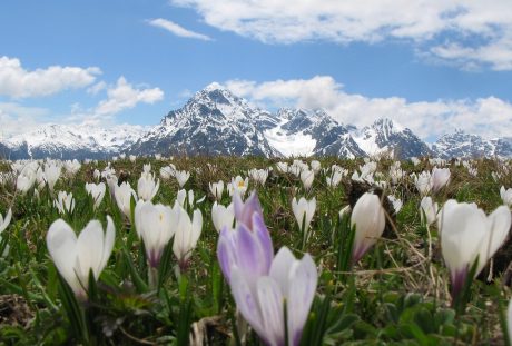 藏红花、高山、雪山山脉