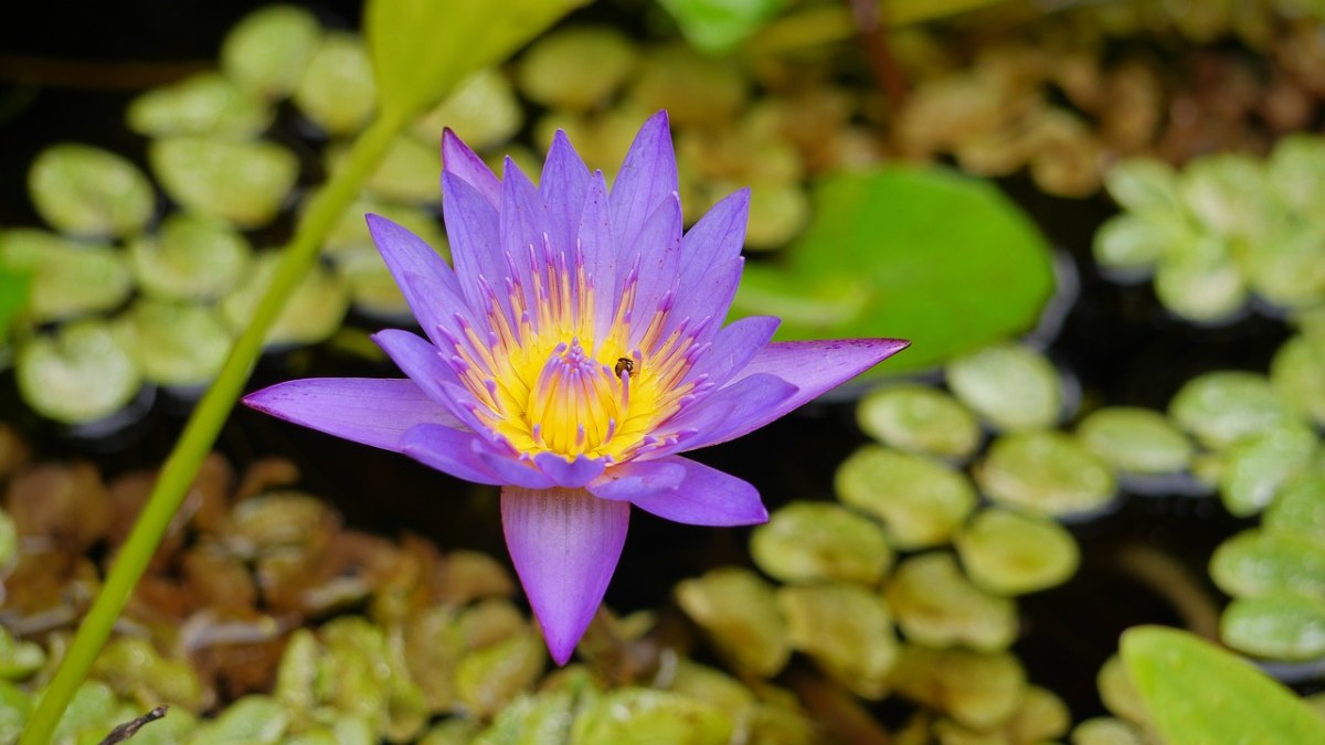 池、植物区系、自然免费图片