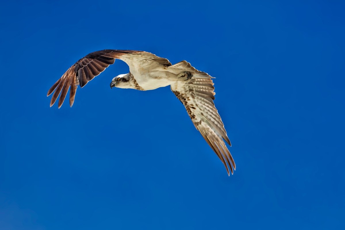 鸟的猎物、飞行、鱼鹰免费图片