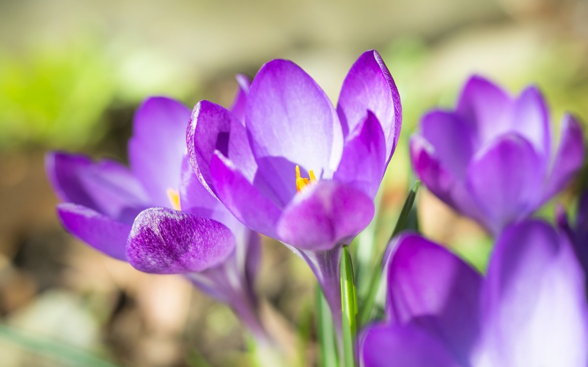 紫色模糊、藏红花、春天免费图片