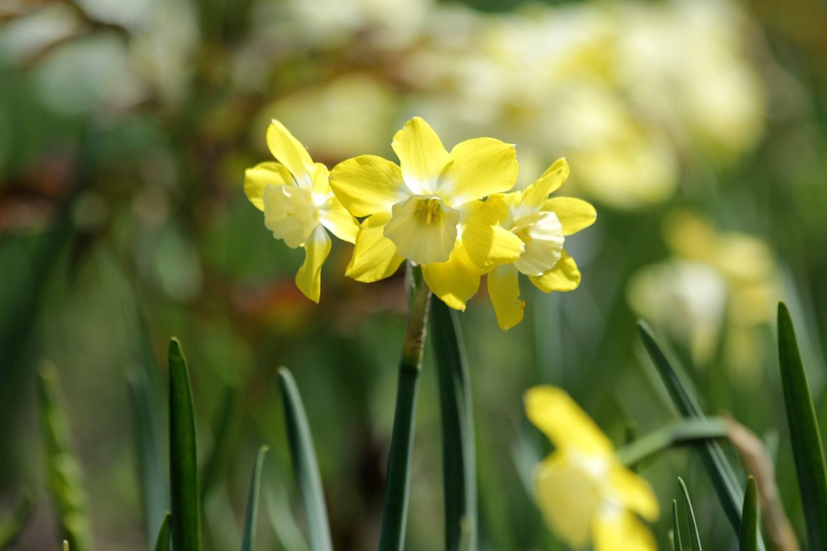 盛开的黄水仙花朵免费图片