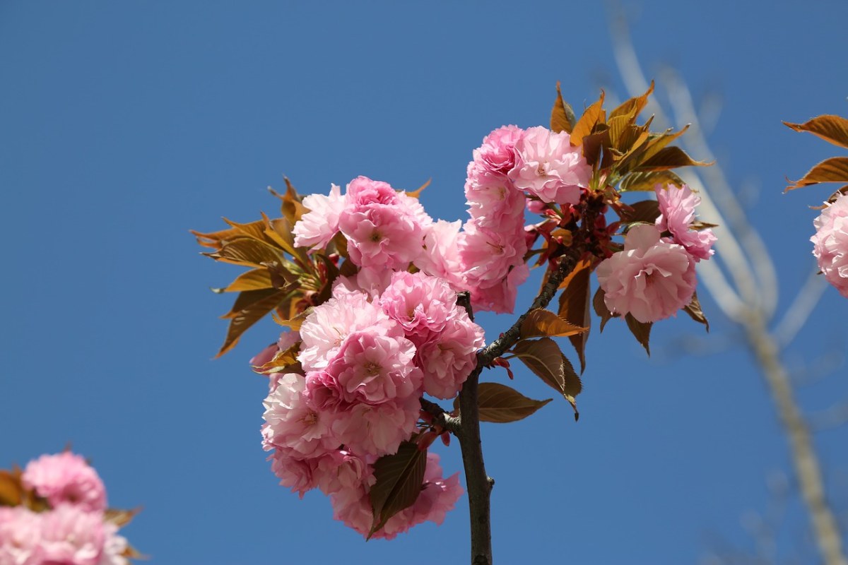 一枝粉红色的观赏樱花免费图片