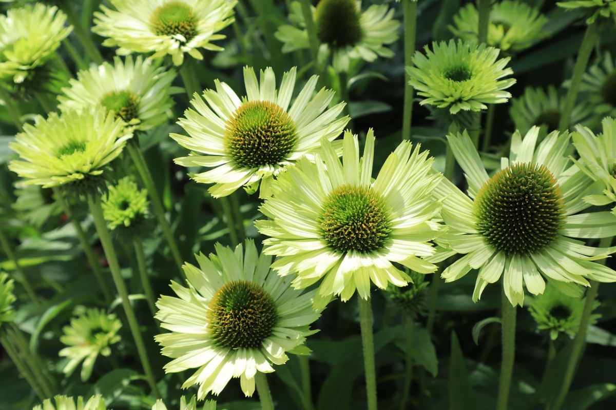 自然,鲜花,夏季