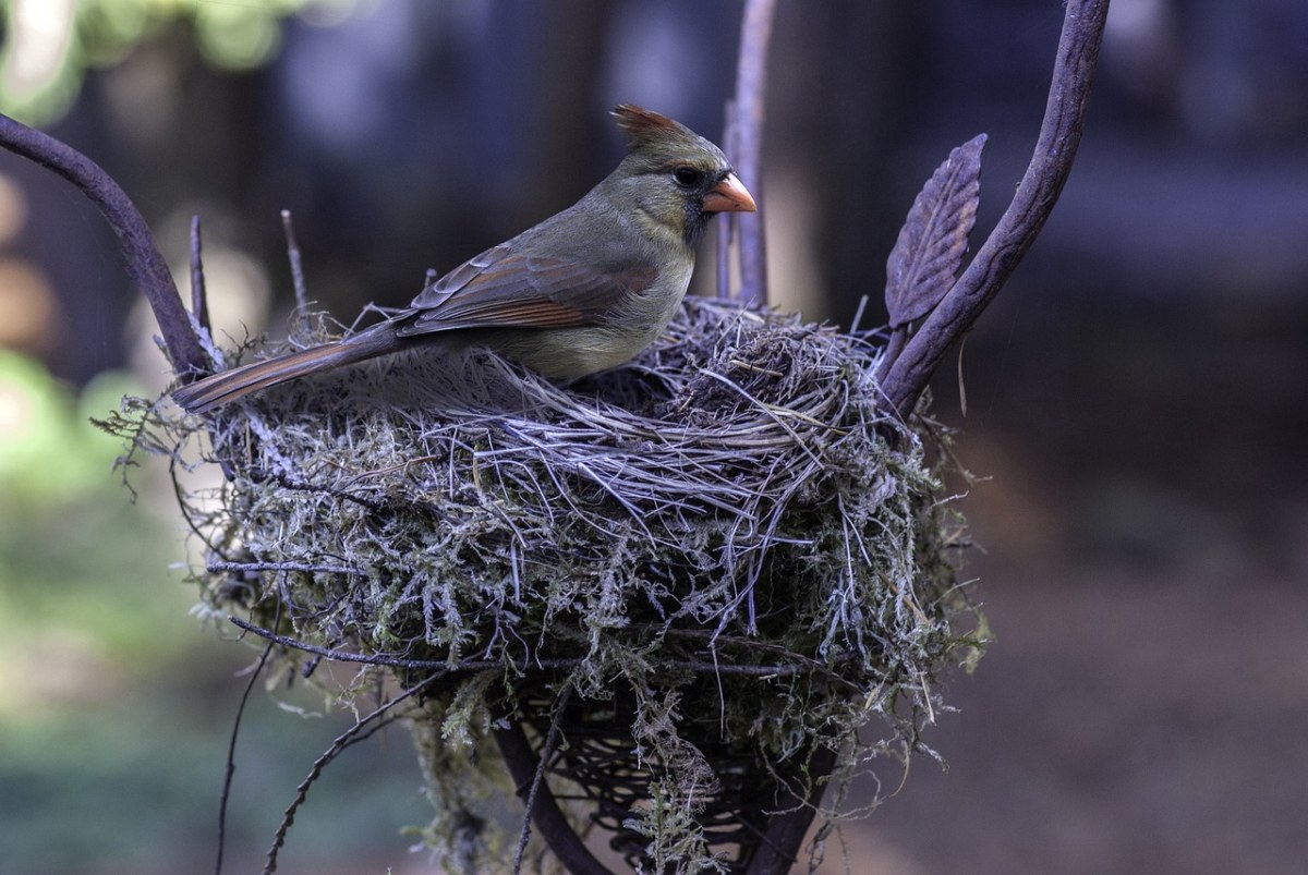 鳥,巢,野生動物