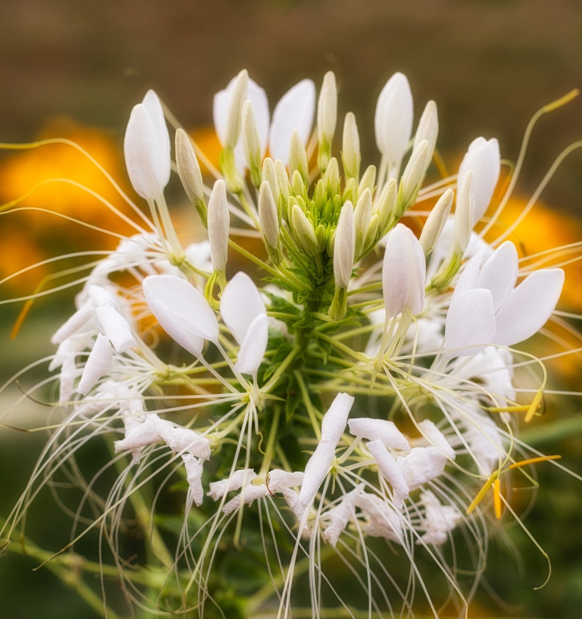 蜘蛛花,花,开花