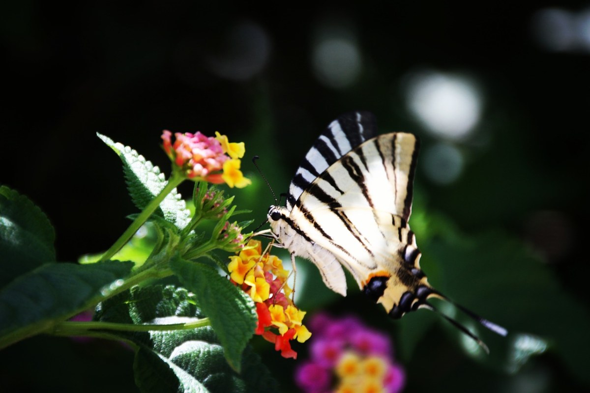 夏季、蝴蝶、昆虫免费图片
