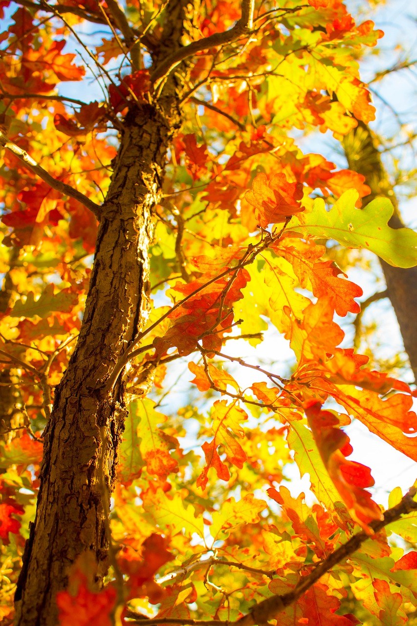 秋天各种各样的树图片
