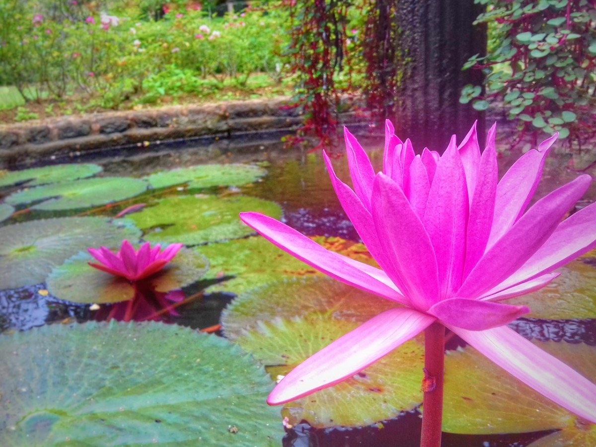 花、莲花、水族馆免费图片