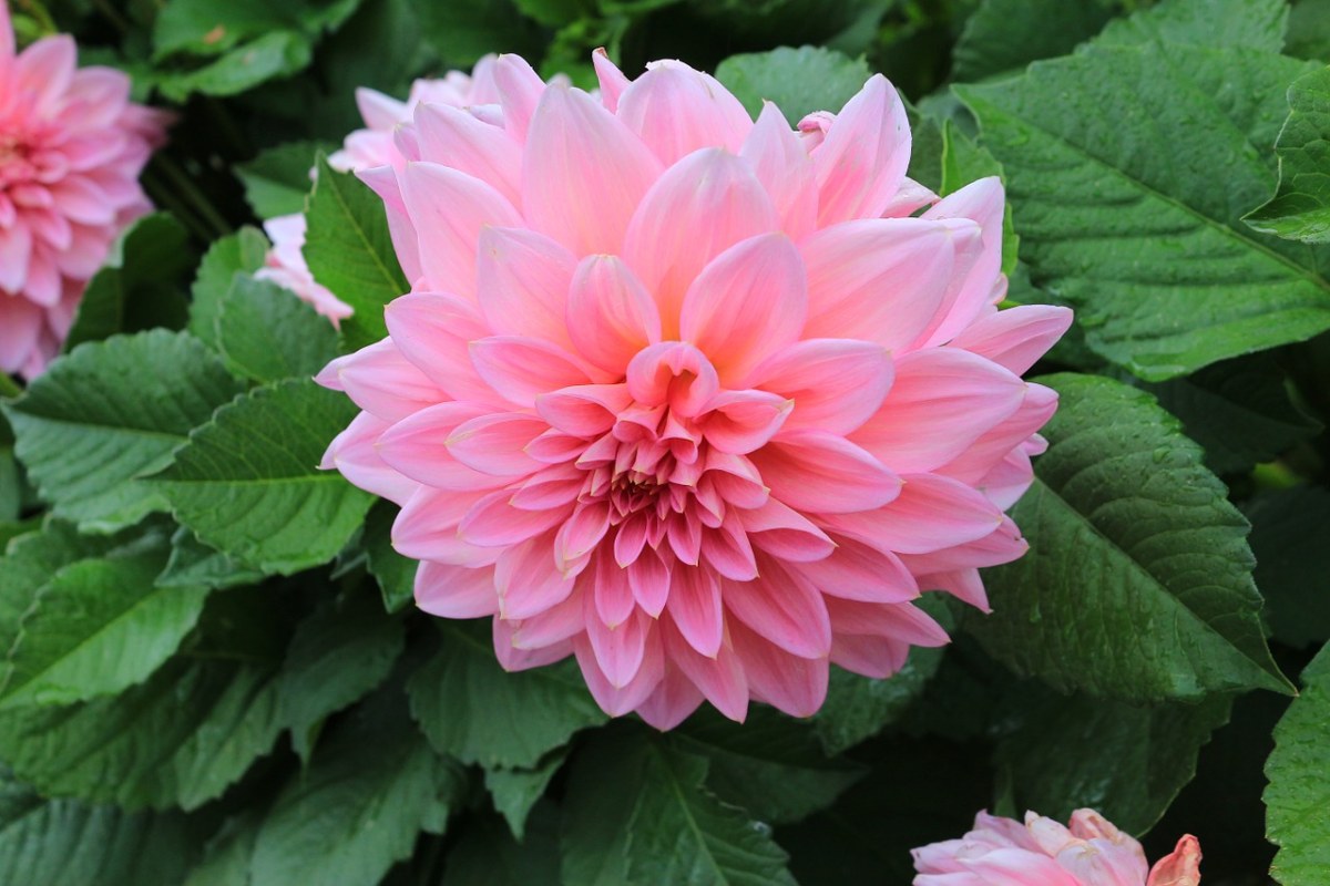 绚丽的大丽花(大丽菊)